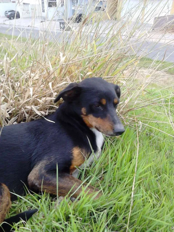 Cachorro ra a SRD idade 2 anos nome Fifi