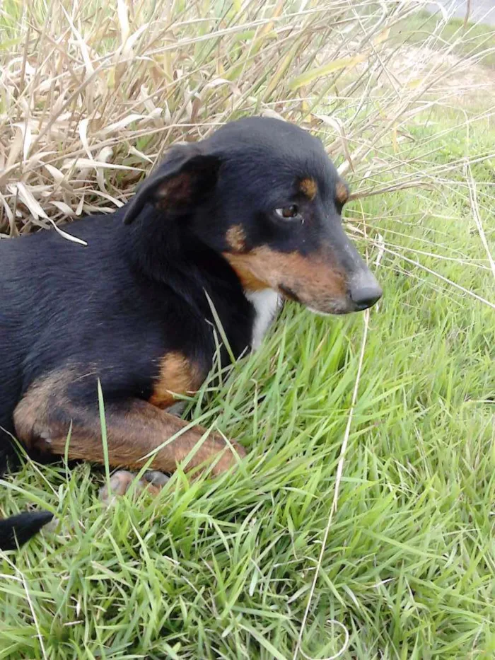 Cachorro ra a SRD idade 2 anos nome Fifi