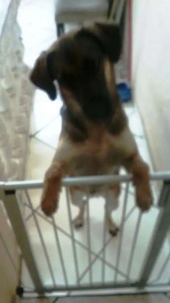 Cachorro ra a TOMBA idade 3 anos nome KYARA