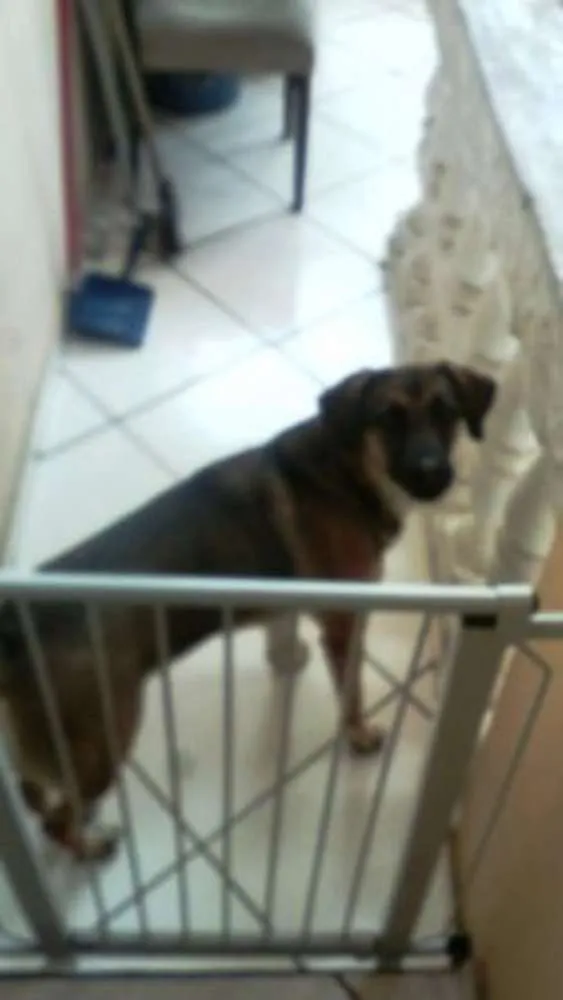 Cachorro ra a TOMBA idade 3 anos nome KYARA