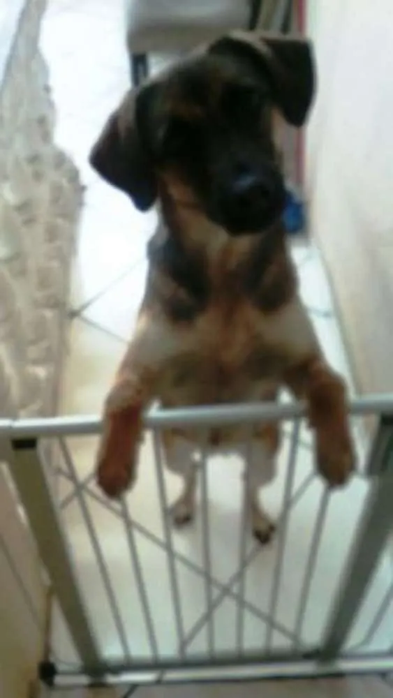 Cachorro ra a TOMBA idade 3 anos nome KYARA