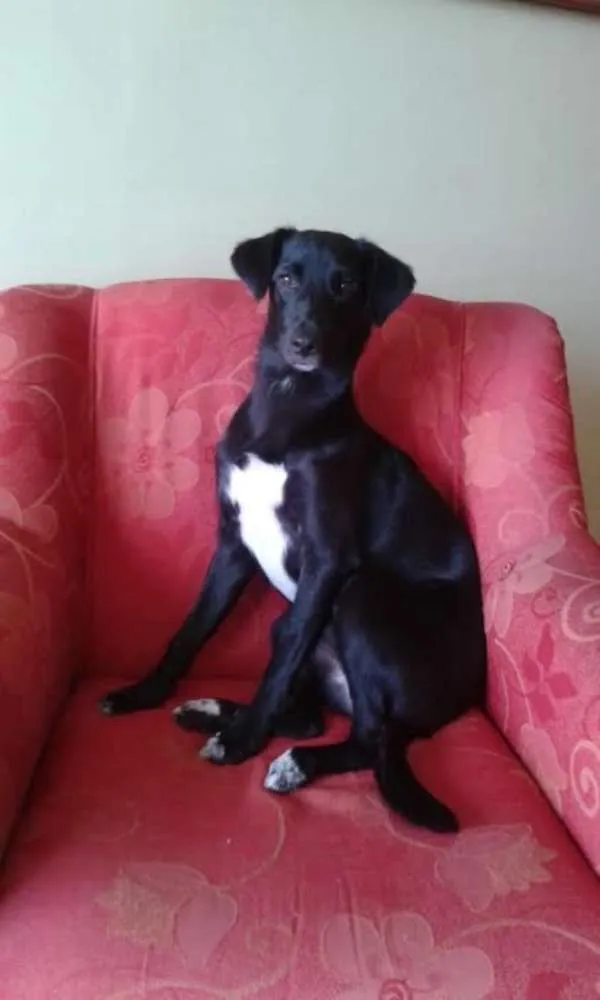 Cachorro raça SRD idade 1 ano nome kika 