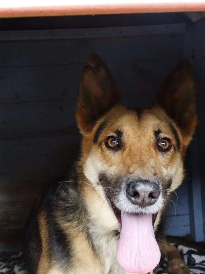 Cachorro ra a Pastor Alemão idade  nome Pepe