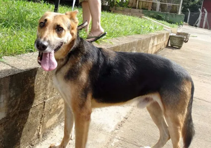 Cachorro ra a Pastor Alemão idade  nome Pepe