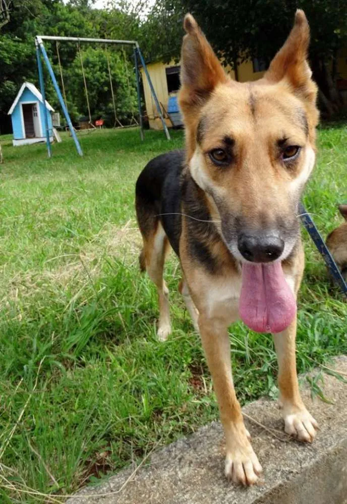 Cachorro ra a Pastor Alemão idade  nome Pepe