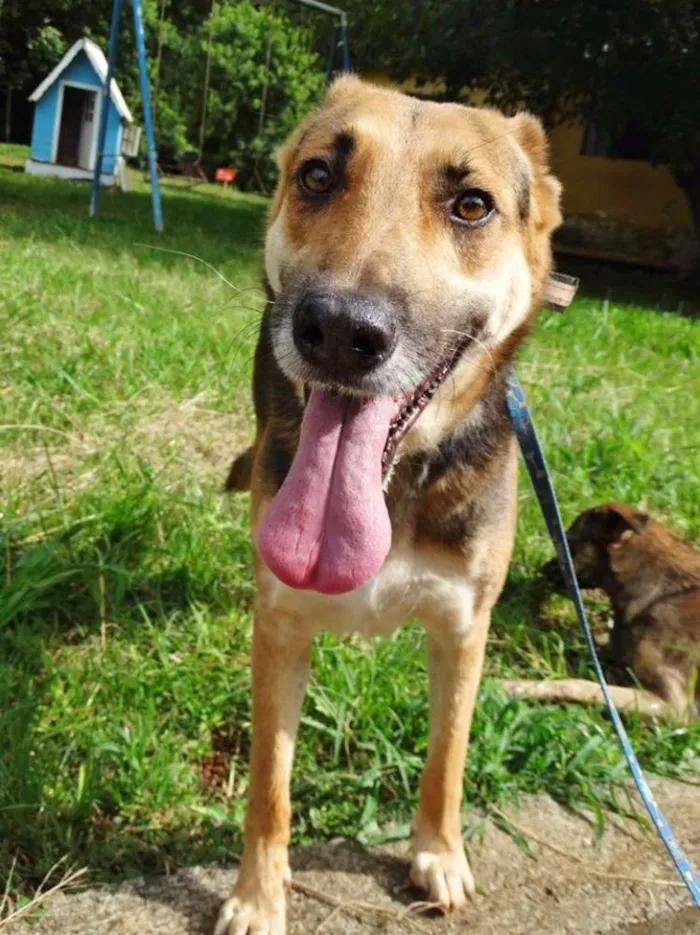Cachorro ra a Pastor Alemão idade  nome Pepe