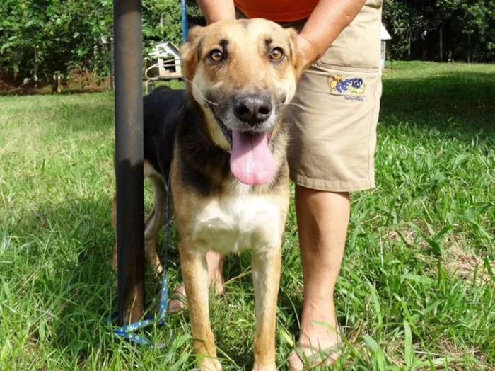 Cachorro ra a Pastor Alemão idade  nome Pepe