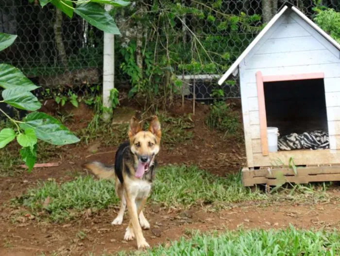 Cachorro ra a Pastor Alemão idade  nome Pepe
