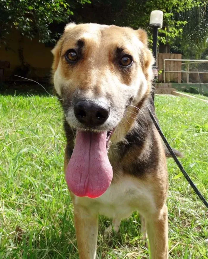 Cachorro ra a Pastor Alemão idade  nome Pepe