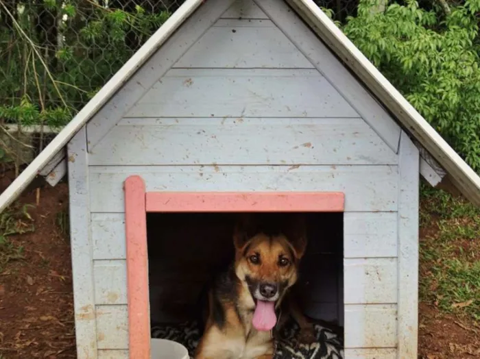 Cachorro ra a Pastor Alemão idade  nome Pepe