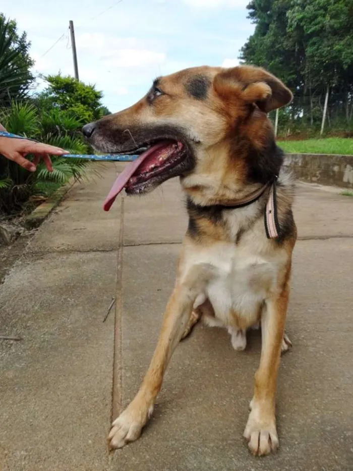 Cachorro ra a Pastor Alemão idade  nome Pepe