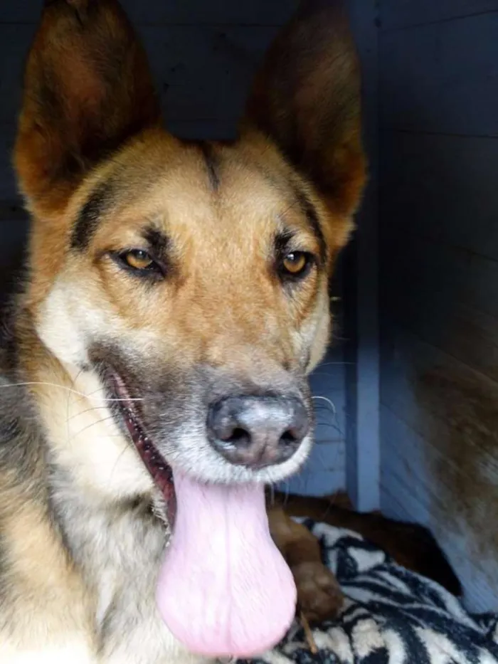Cachorro ra a Pastor Alemão idade  nome Pepe