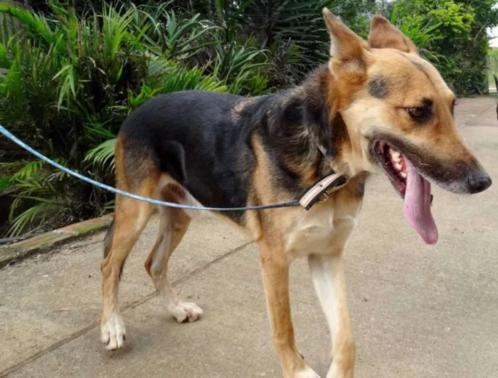 Cachorro ra a Pastor Alemão idade  nome Pepe