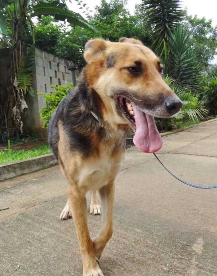 Cachorro ra a Pastor Alemão idade  nome Pepe