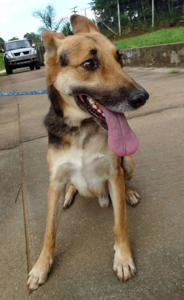 Cachorro ra a Pastor Alemão idade  nome Pepe