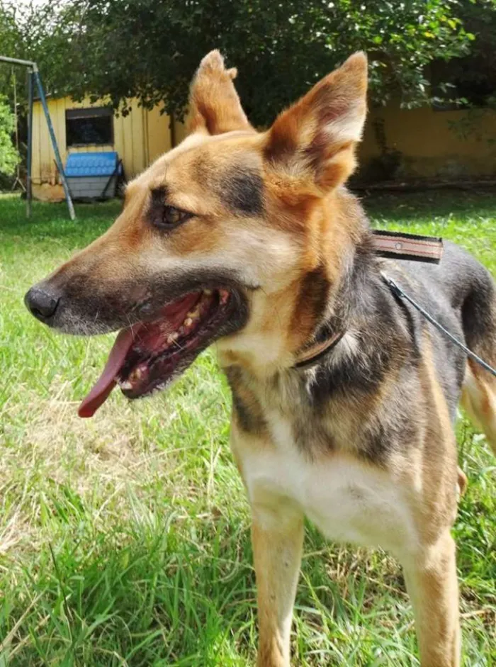 Cachorro ra a Pastor Alemão idade  nome Pepe