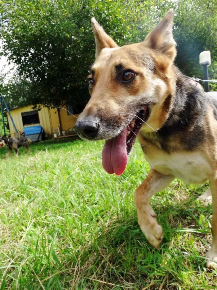 Cachorro ra a Pastor Alemão idade  nome Pepe