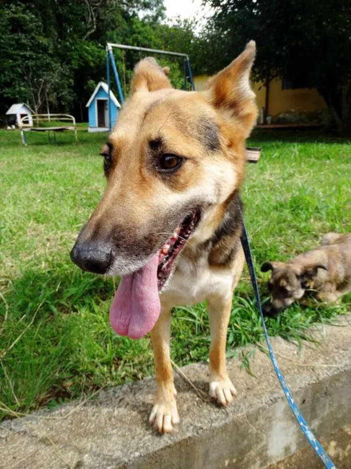 Cachorro ra a Pastor Alemão idade  nome Pepe