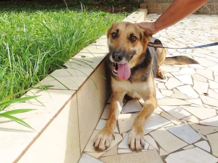 Cachorro ra a Pastor Alemão idade  nome Pepe