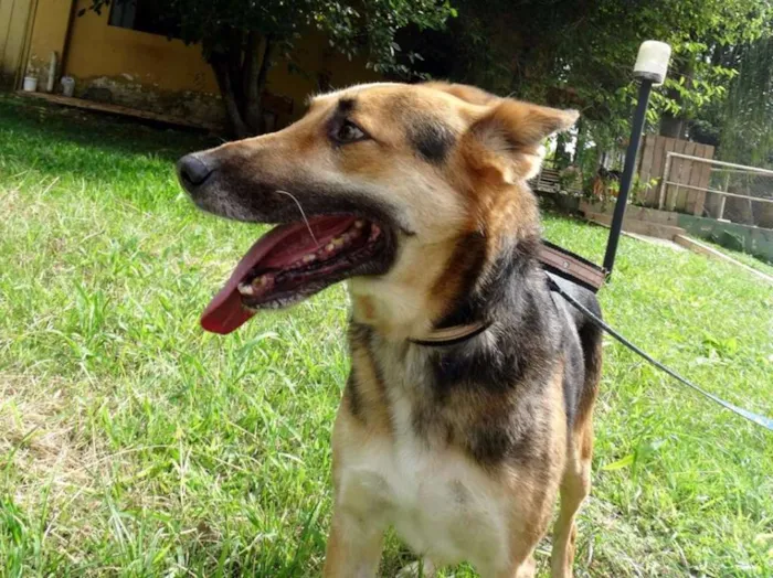 Cachorro ra a Pastor Alemão idade  nome Pepe