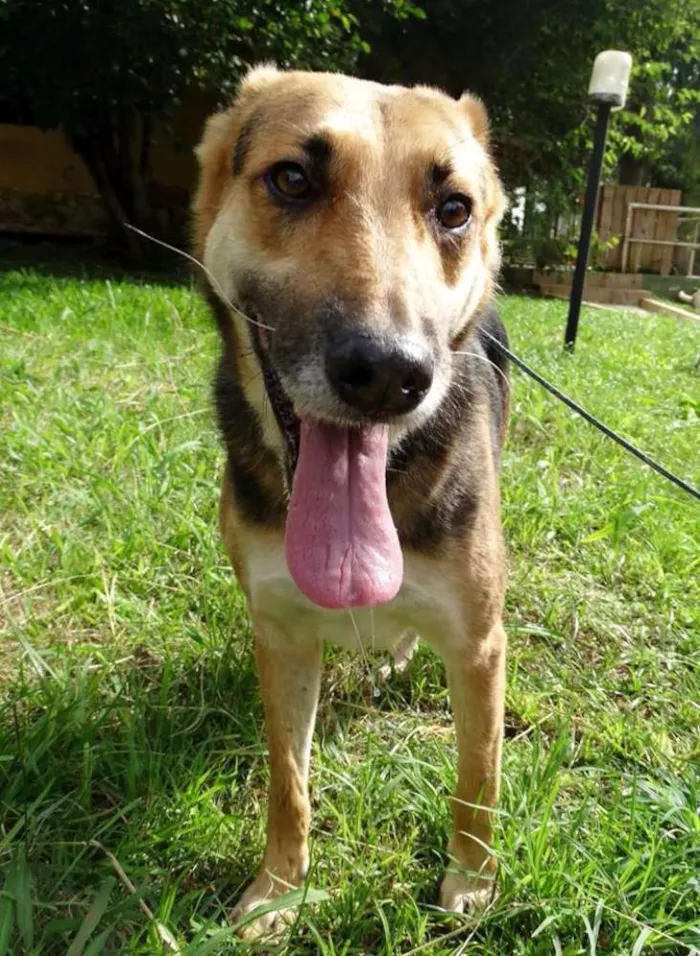 Cachorro ra a Pastor Alemão idade  nome Pepe