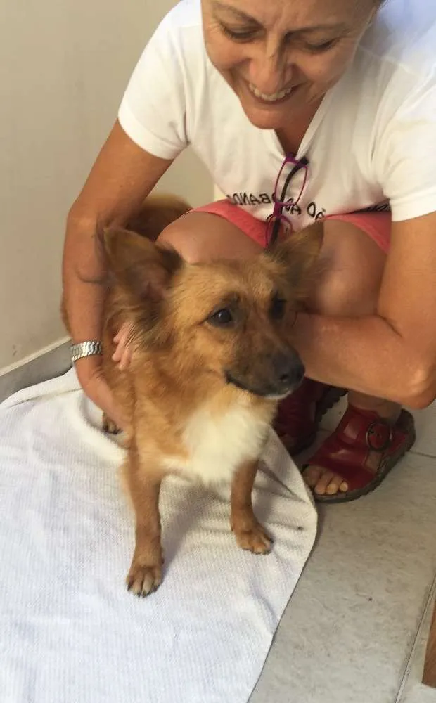 Cachorro ra a Srd idade 2 anos nome Lara