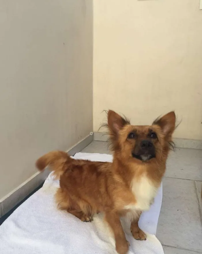 Cachorro ra a Srd idade 2 anos nome Lara
