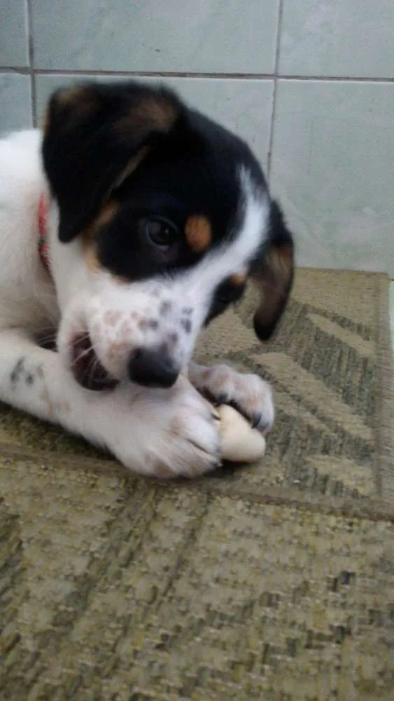 Cachorro ra a SRD idade 1 ano nome Bel