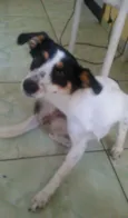 Bel