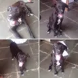 Neguinho