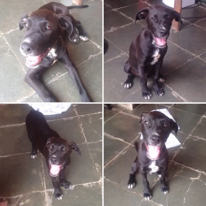 Cachorro raça Vira lata idade 7 a 11 meses nome Neguinho