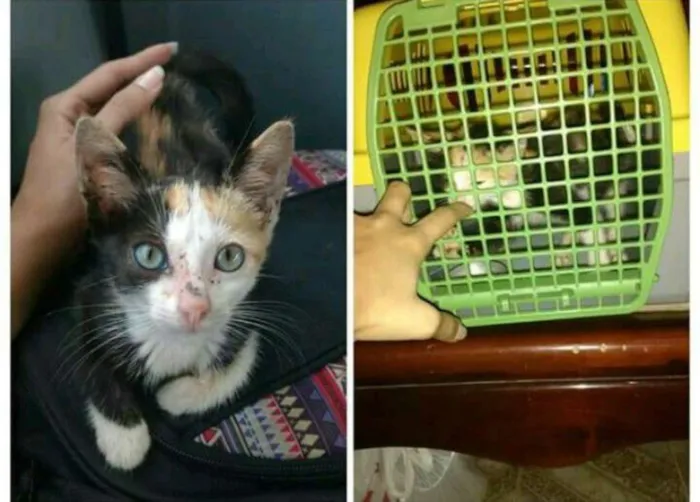 Cachorro raça SRD idade 2 a 6 meses nome Dalila