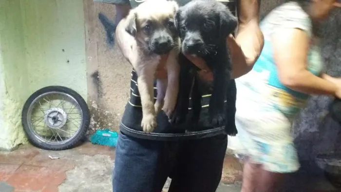 Cachorro ra a Vira lata  idade Abaixo de 2 meses nome Não tem
