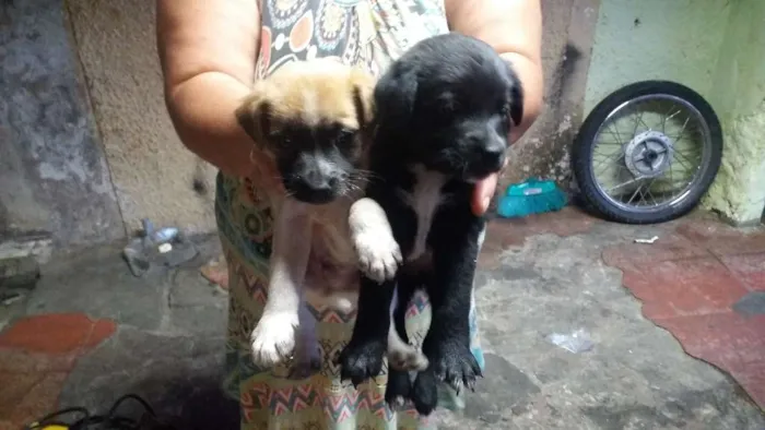 Cachorro ra a Vira lata  idade Abaixo de 2 meses nome Não tem