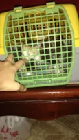 Dalila