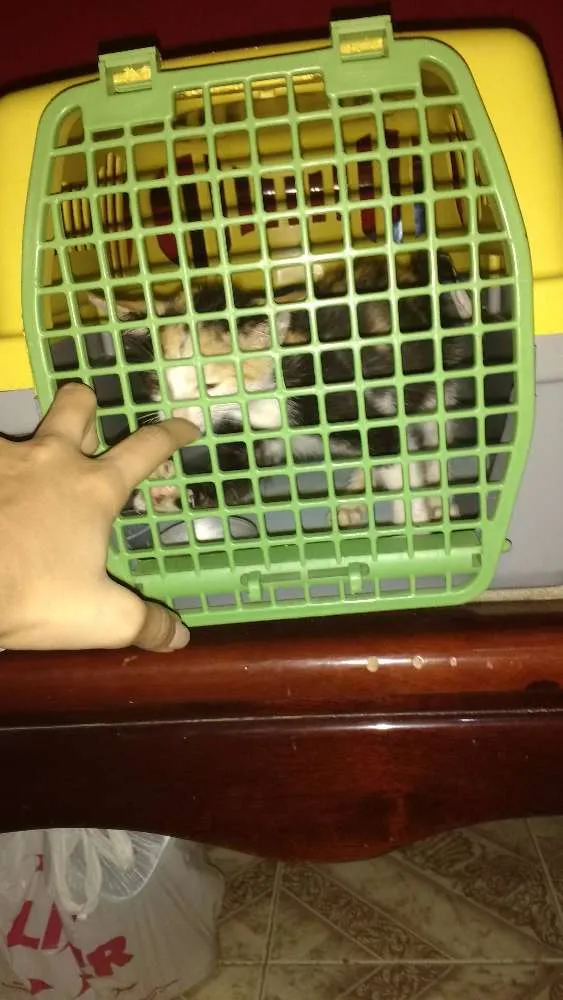 Cachorro raça SRD idade 2 a 6 meses nome Dalila