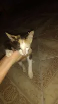 Dalila