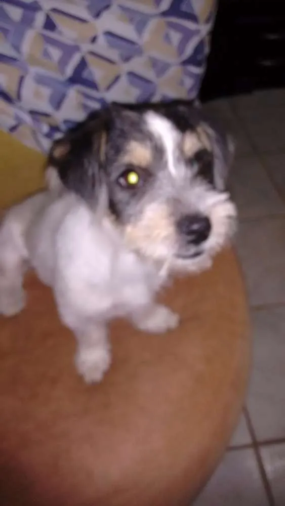 Cachorro ra a Barbicha idade 2 a 6 meses nome Não tem
