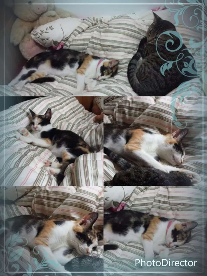 Gato ra a Srd idade 2 a 6 meses nome Flor