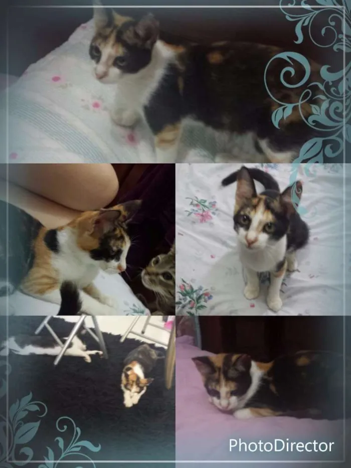 Gato ra a Srd idade 2 a 6 meses nome Flor