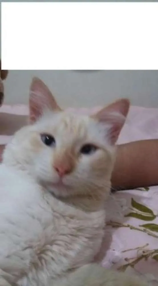 Gato ra a  idade 1 ano nome Snow