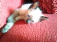 nick