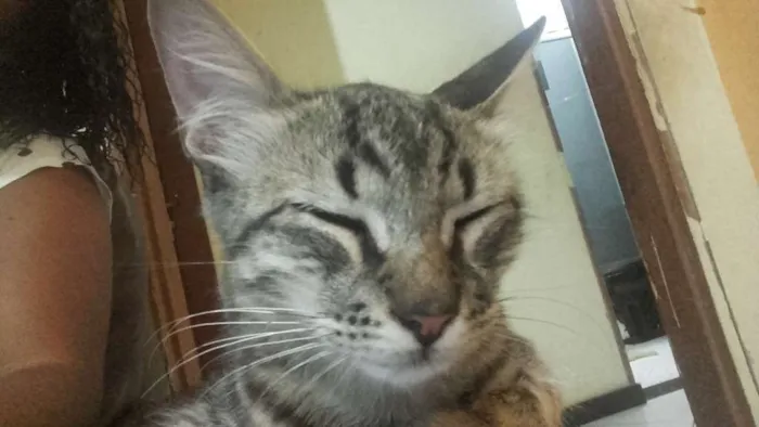 Gato ra a Siamês  idade 2 a 6 meses nome Lua