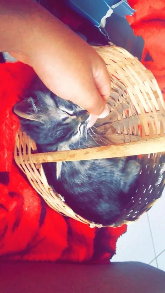 Gato ra a Siamês  idade 2 a 6 meses nome Lua