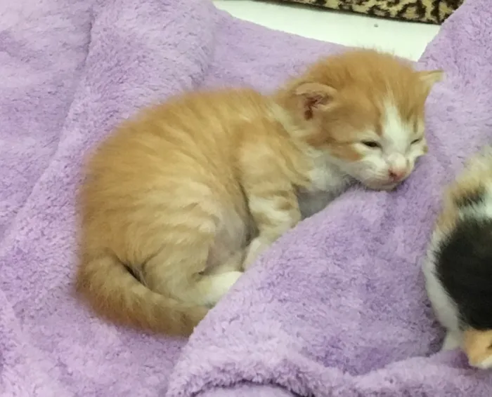 Gato ra a SRD idade Abaixo de 2 meses nome Caramelo