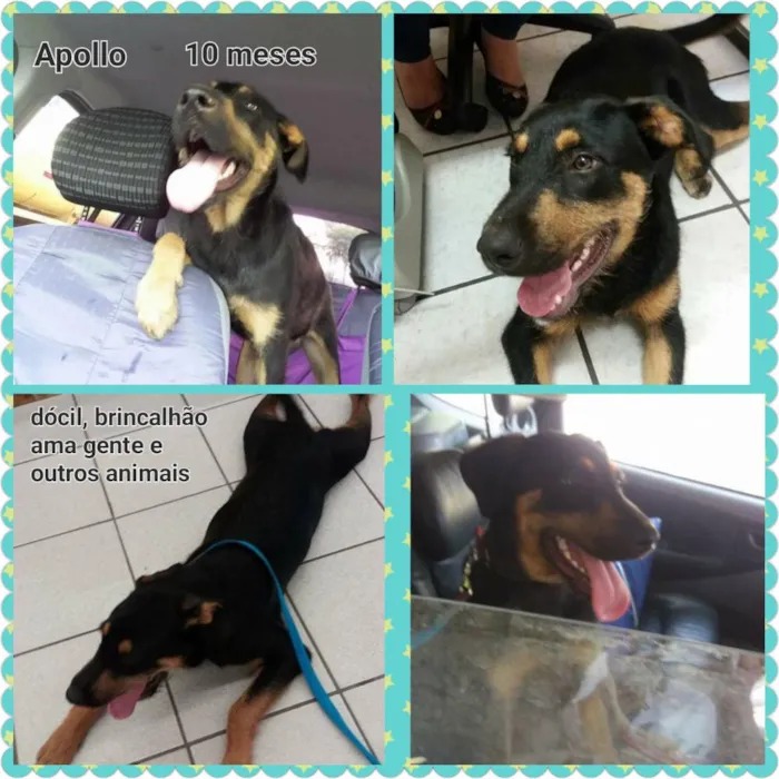 Cachorro ra a SRD idade 7 a 11 meses nome Apollo