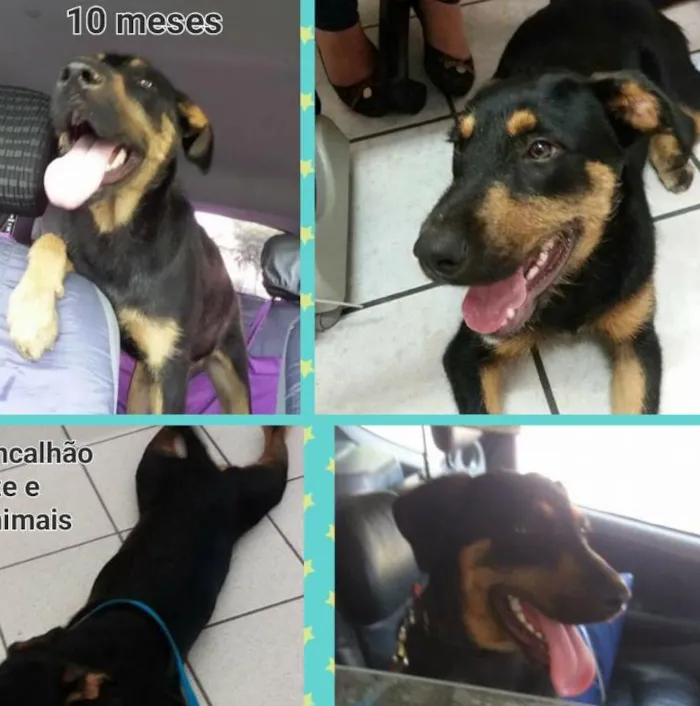 Cachorro ra a SRD idade 7 a 11 meses nome Apollo