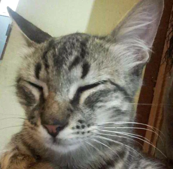 Gato ra a Siamês  idade 2 a 6 meses nome Lua