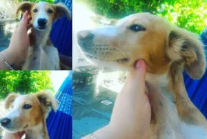 Cachorro raça Vira lata idade 2 a 6 meses nome Evie