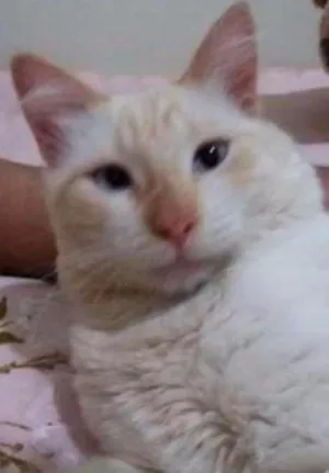 Gato raça  idade 1 ano nome Snow